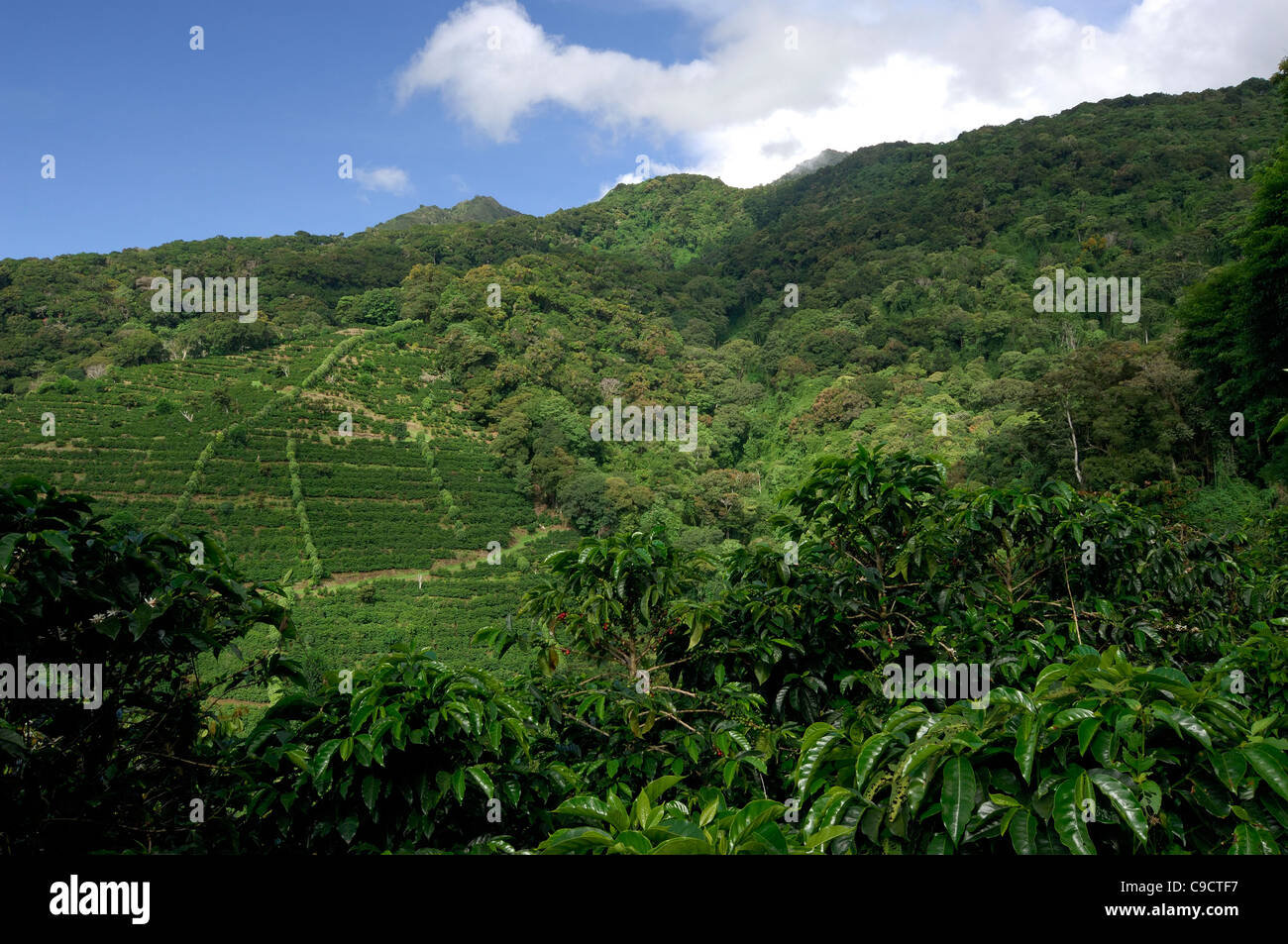 Bio Kaffee-farm Stockfoto
