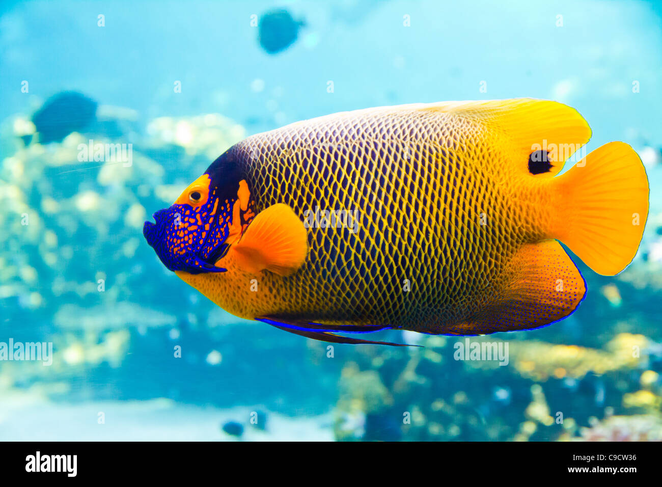 Bunte Fische schwimmen um ein Riff in Queensland-Australien Stockfoto