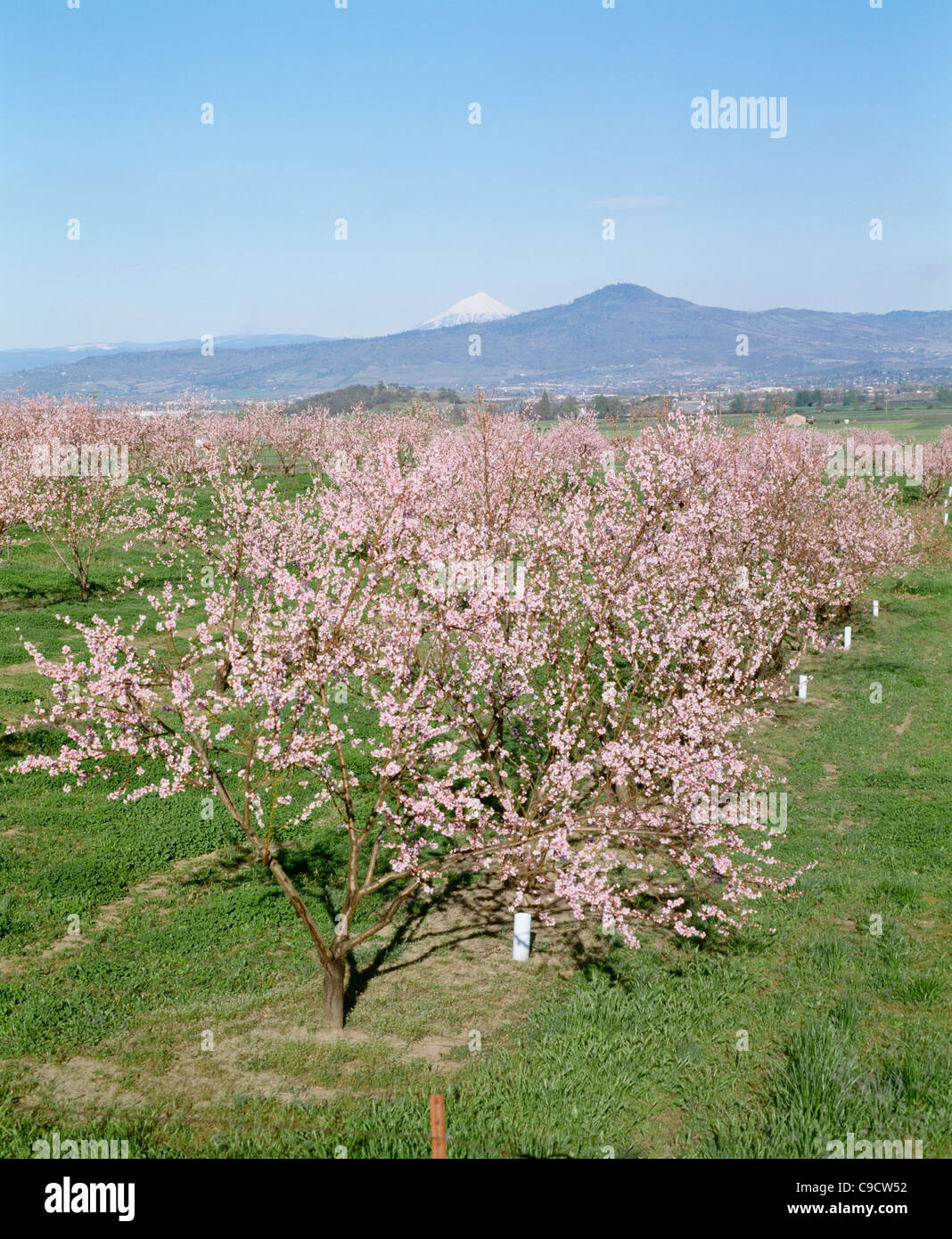 Peach Bloom, Oregon Stockfoto