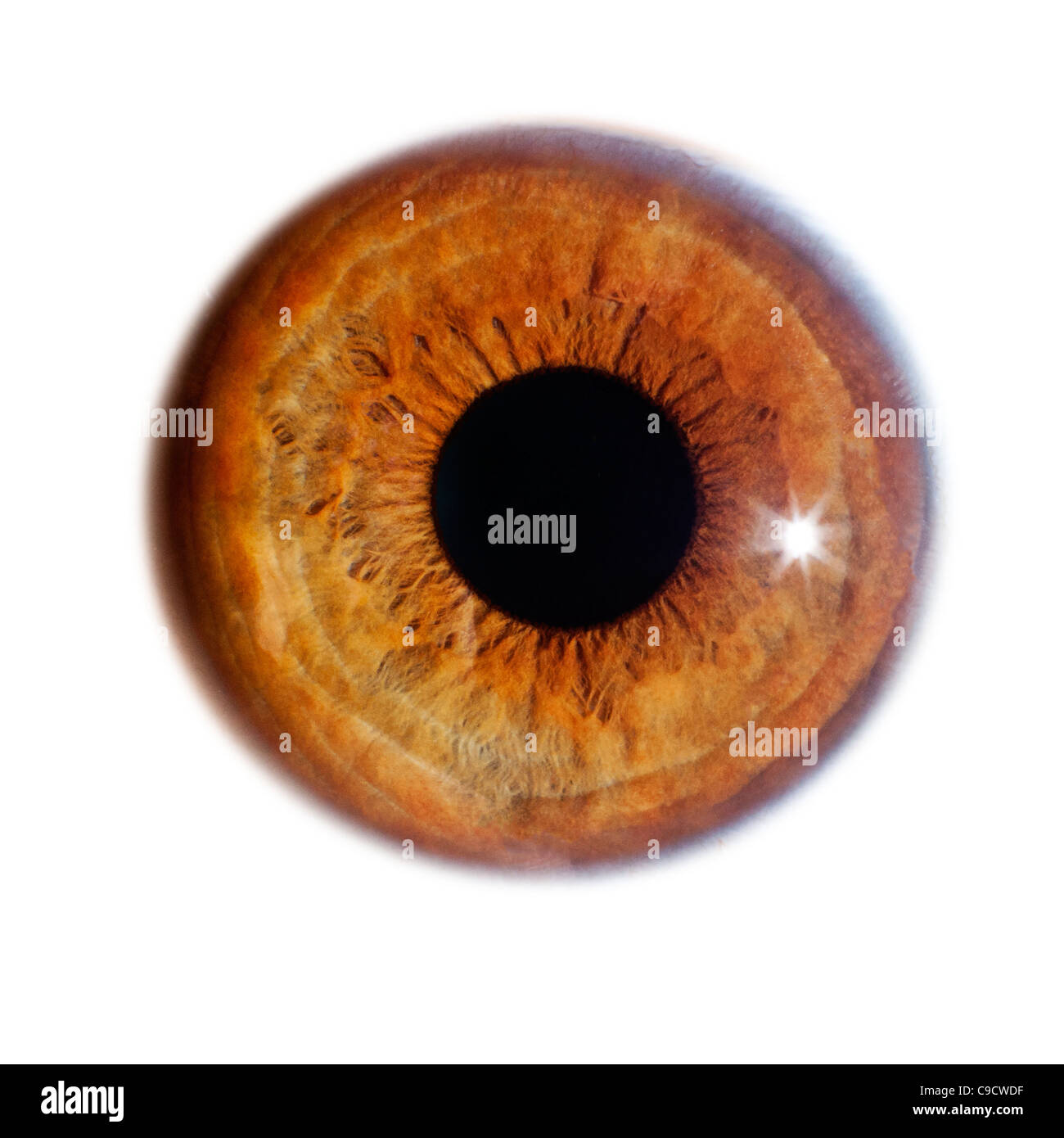 Ist das auge Ausgeschnittene Stockfotos und -bilder - Alamy