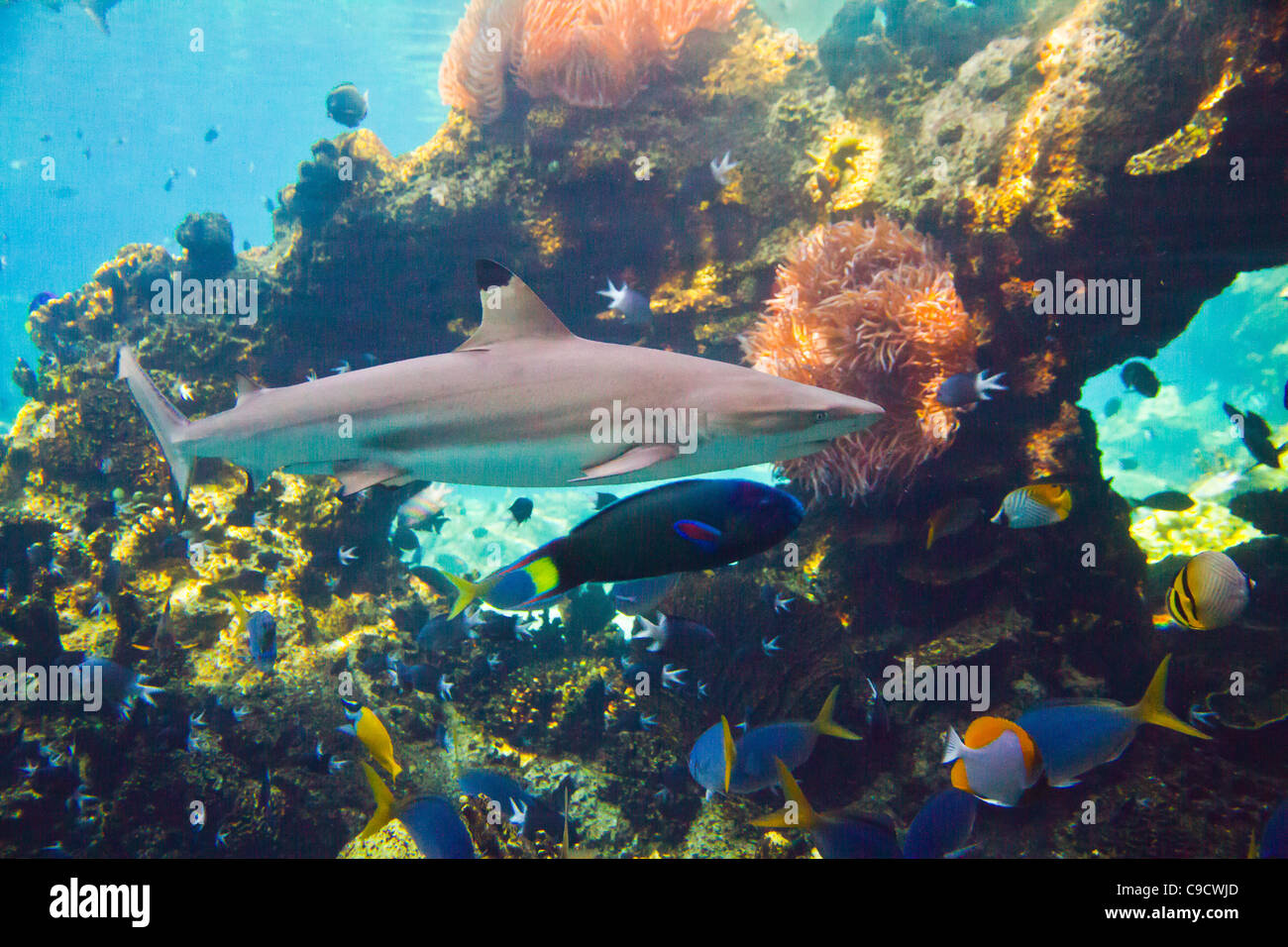 Haie und andere kleinere Fische schwimmen in der Nähe Reef in Queensland-Australien Stockfoto
