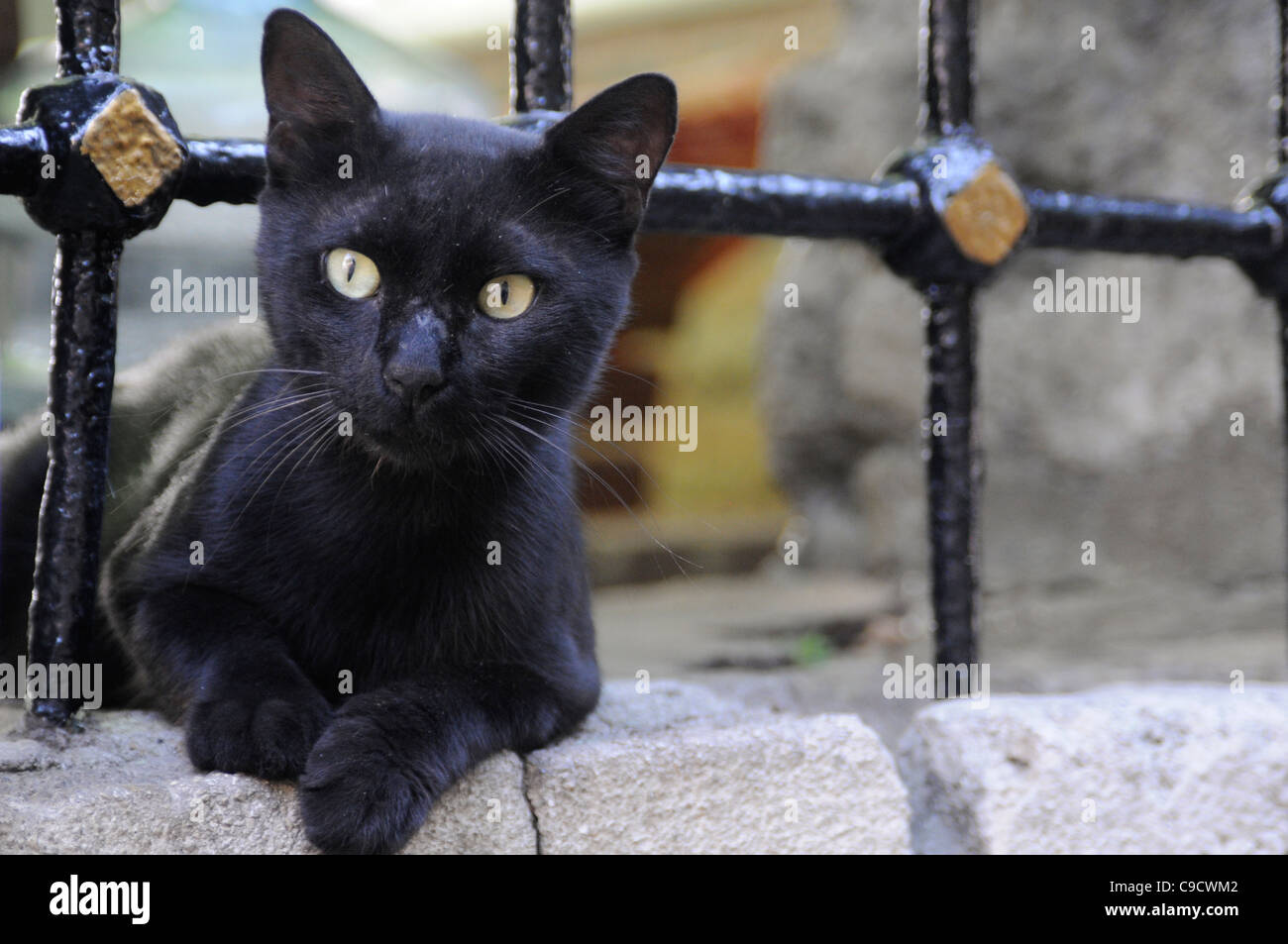 Schwarze Katze in Istanbul, Türkei Stockfoto