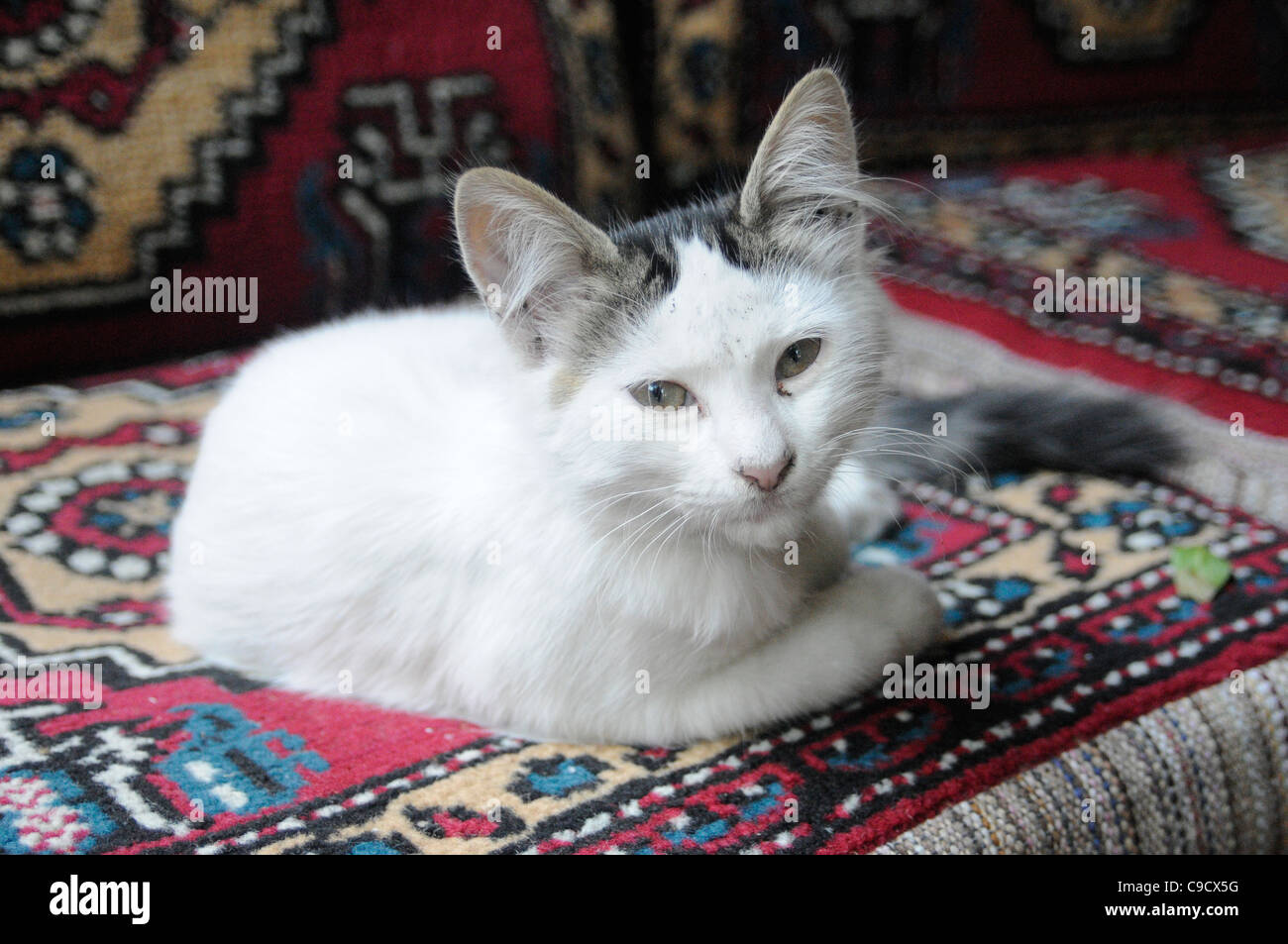 Weiße Katze in einem türkischen Teppich. Istanbul Stockfoto