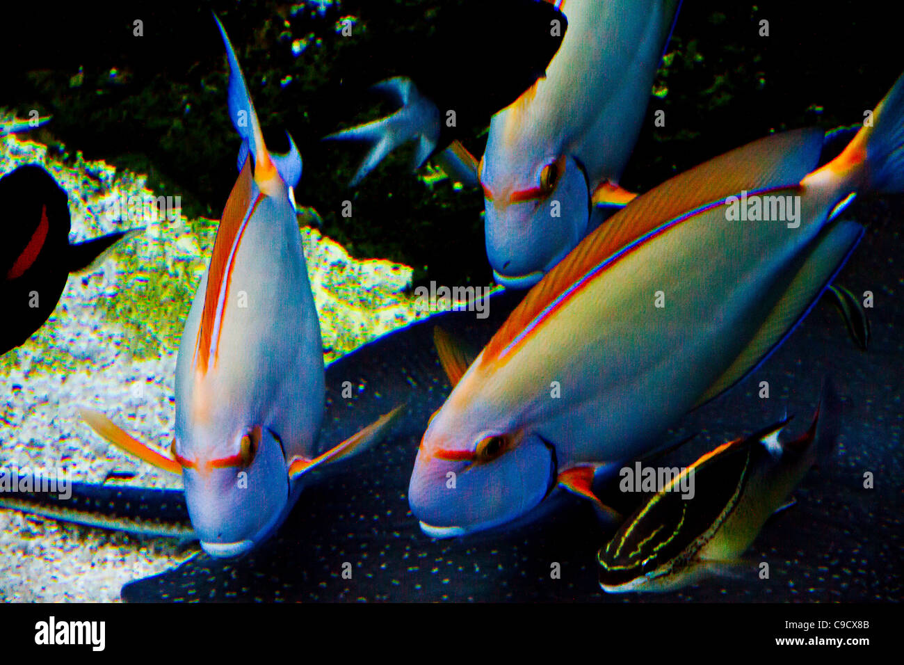 Bunte Fische schwimmen um ein Riff in Queensland-Australien Stockfoto