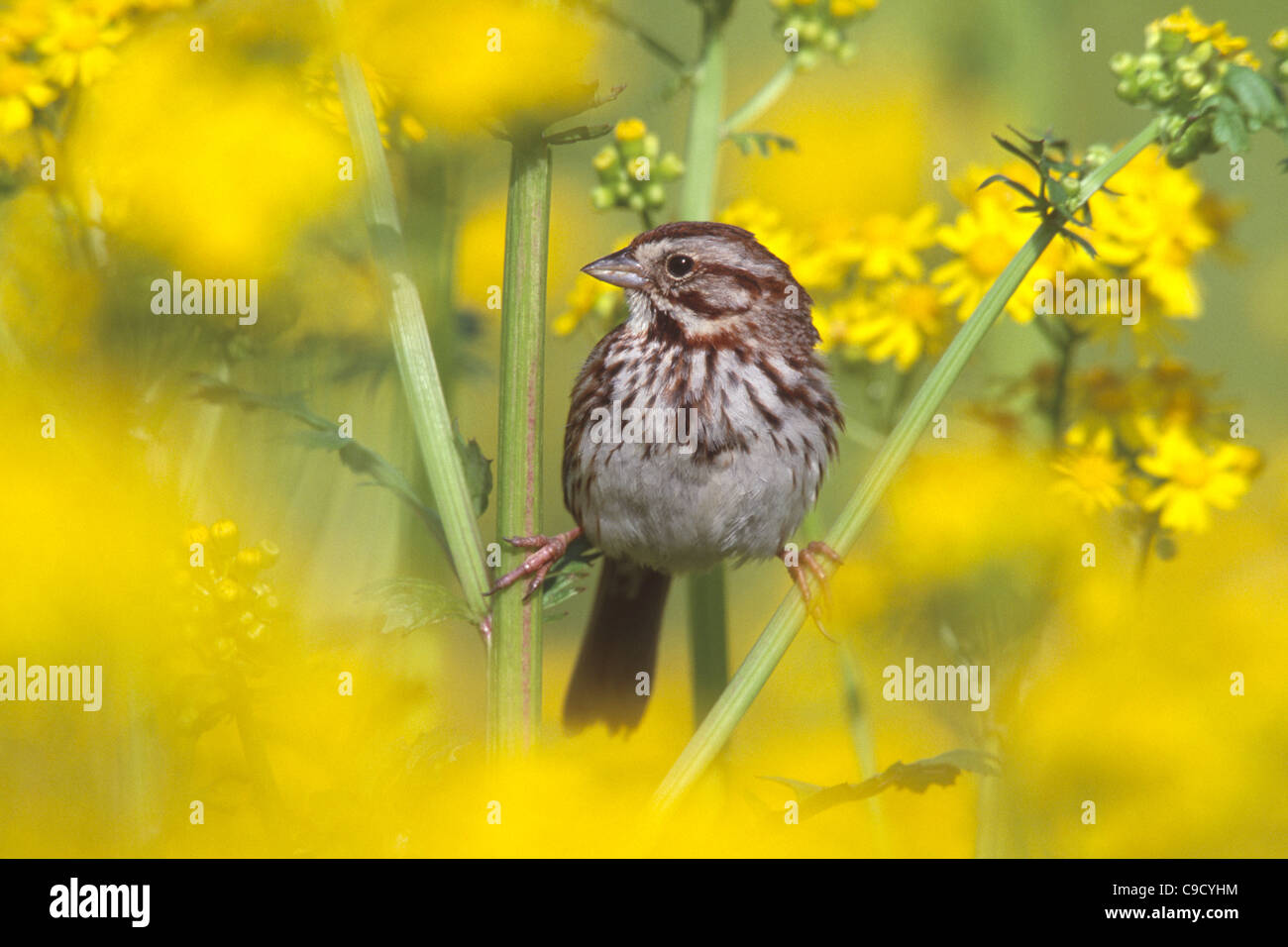 Singammer hocken in Senf-Blumen Stockfoto