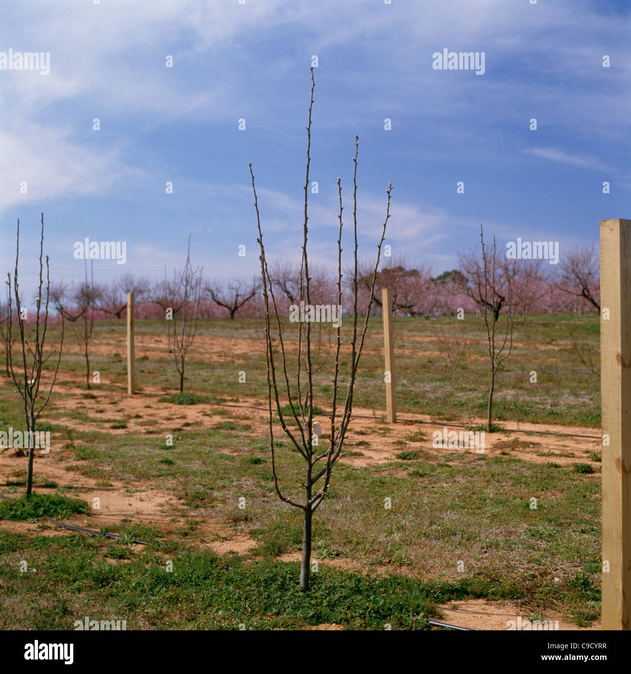 Asiatische Birnen (Pyrus Serotina). Stockfoto