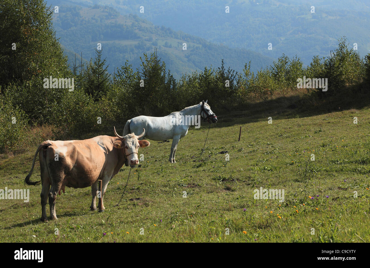 Eine Kuh und ein Pferd Weiden in einem Feld. Stockfoto
