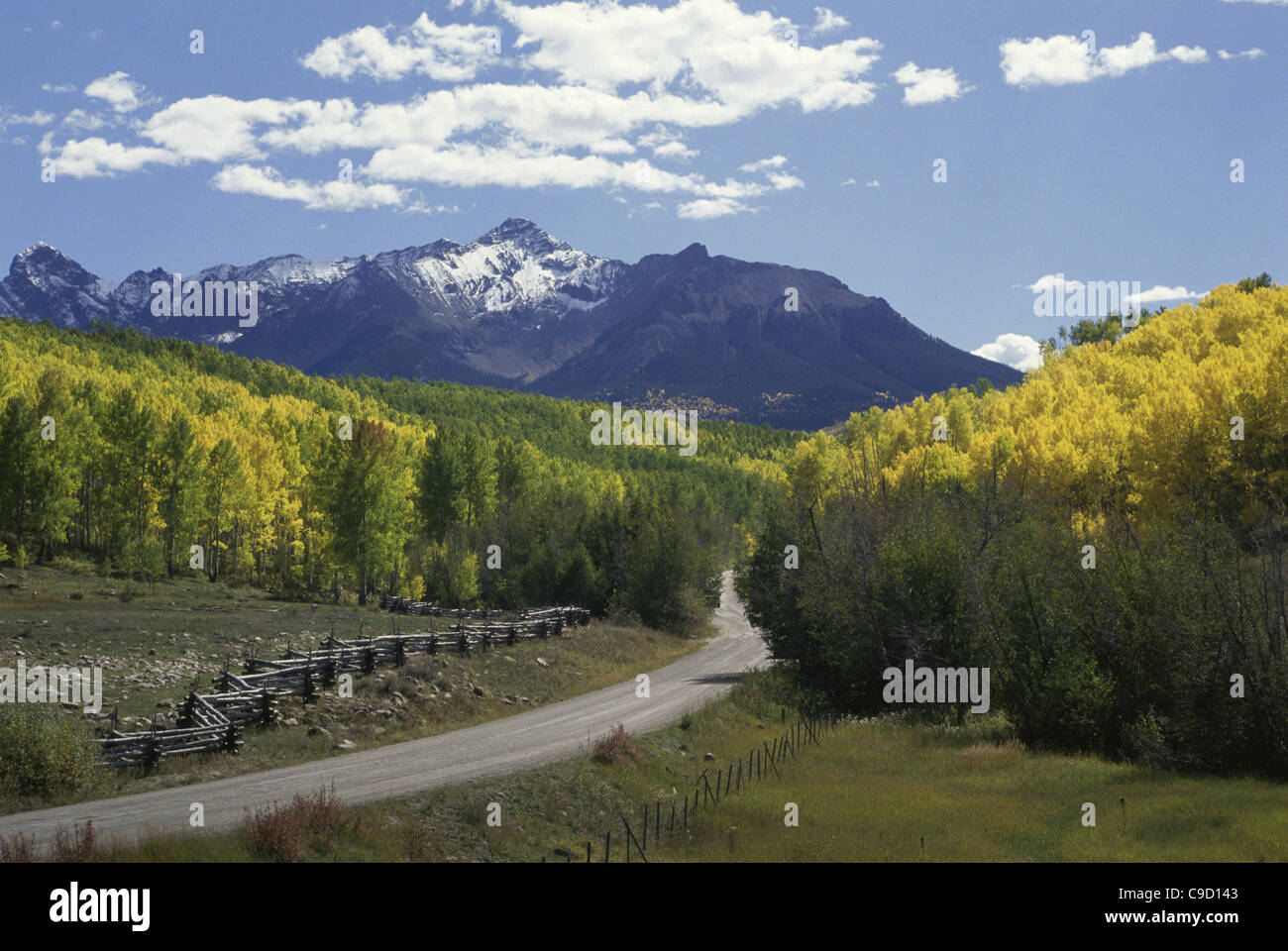 Straße, die durch einen Wald, Telluride, Colorado, USA Stockfoto