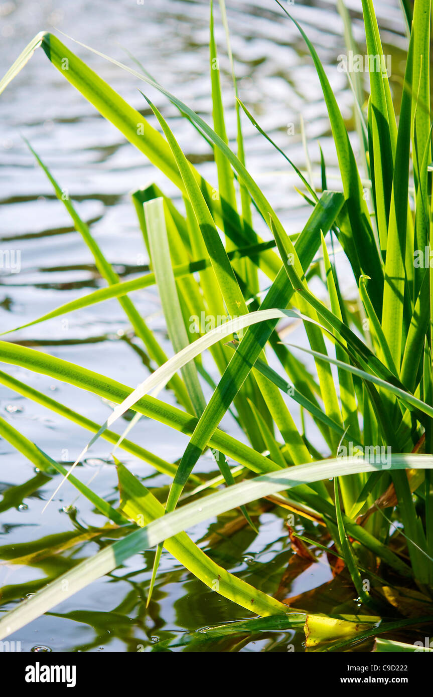 Gelbe Flagge (Iris Pseudacorus) in einem Teich im Botanischen Garten von Coutances. Stockfoto