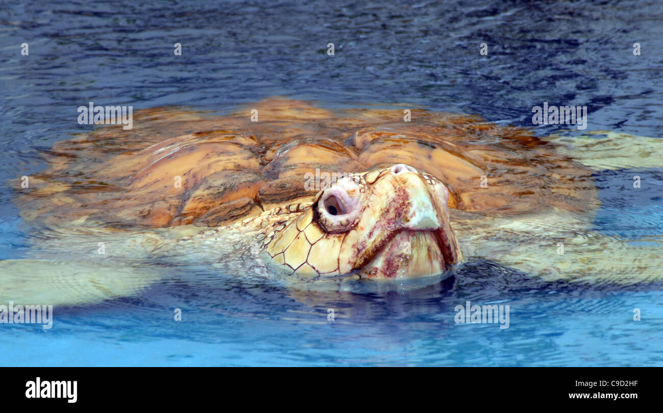 EINES DER SCHILDKRÖTEN, BETREUT VON DER SCHILDKRÖTE PROJEKT PRAIA FORTE, BAHIA, BRASILIEN Stockfoto