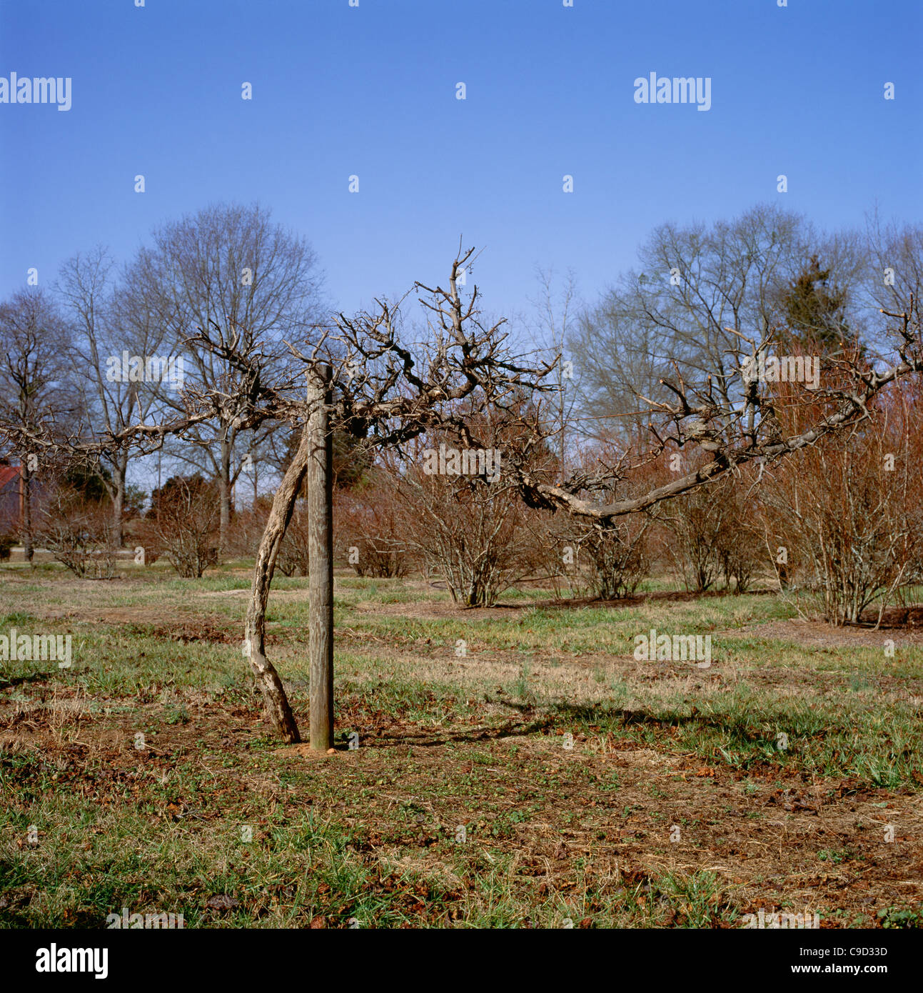 Muscadine Trauben im Winter, nach dem ein Fall beschneiden. Stockfoto