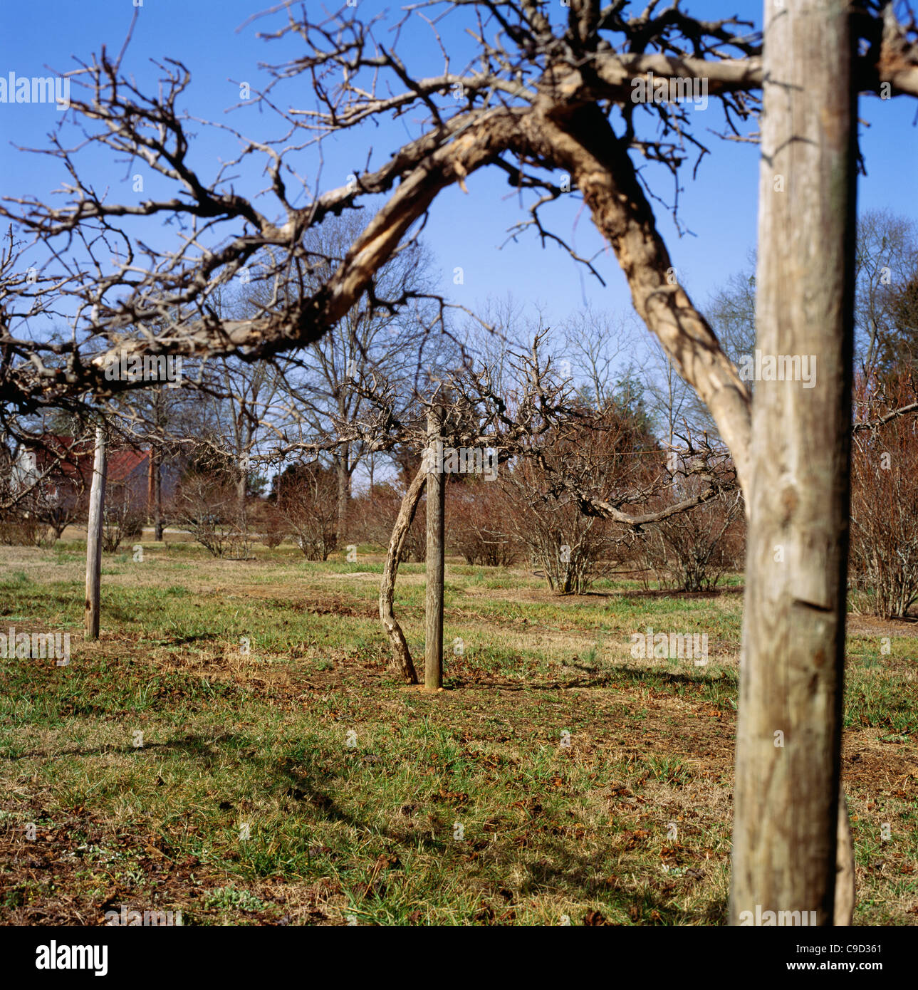 Muscadine Trauben im Winter, nach dem ein Fall beschneiden. Stockfoto