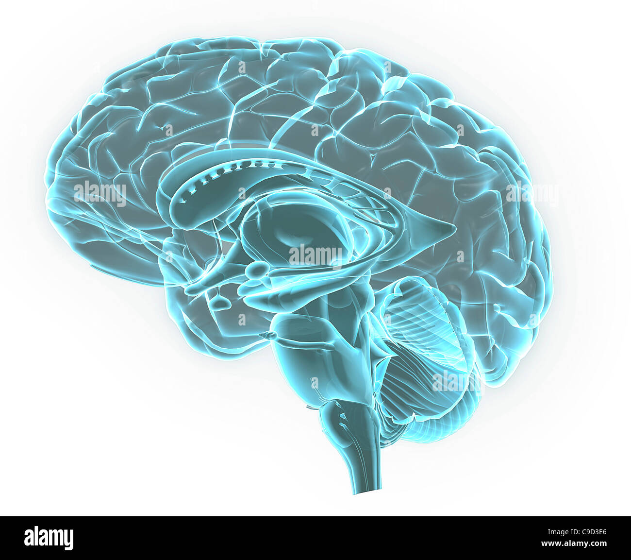Blaue Röntgenbild der Anatomie des menschlichen Gehirns, 3-d-sagittale Abschnitt (Seitenansicht, Querschnitt) des menschlichen Gehirns und seiner Teile Stockfoto