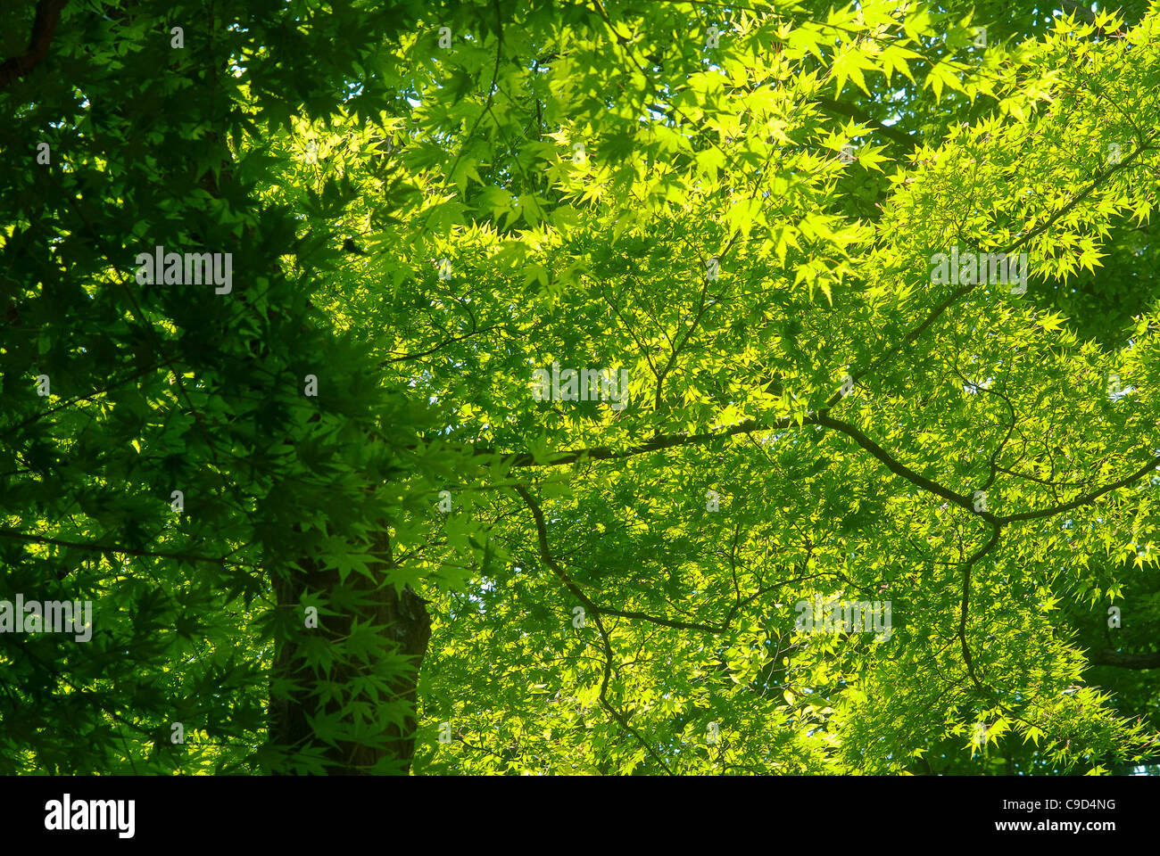 Honshu, Japan, Tokyo, Harajuku, Meiji-Jingu Schrein, grüne Ahornbaum Blätter. Stockfoto