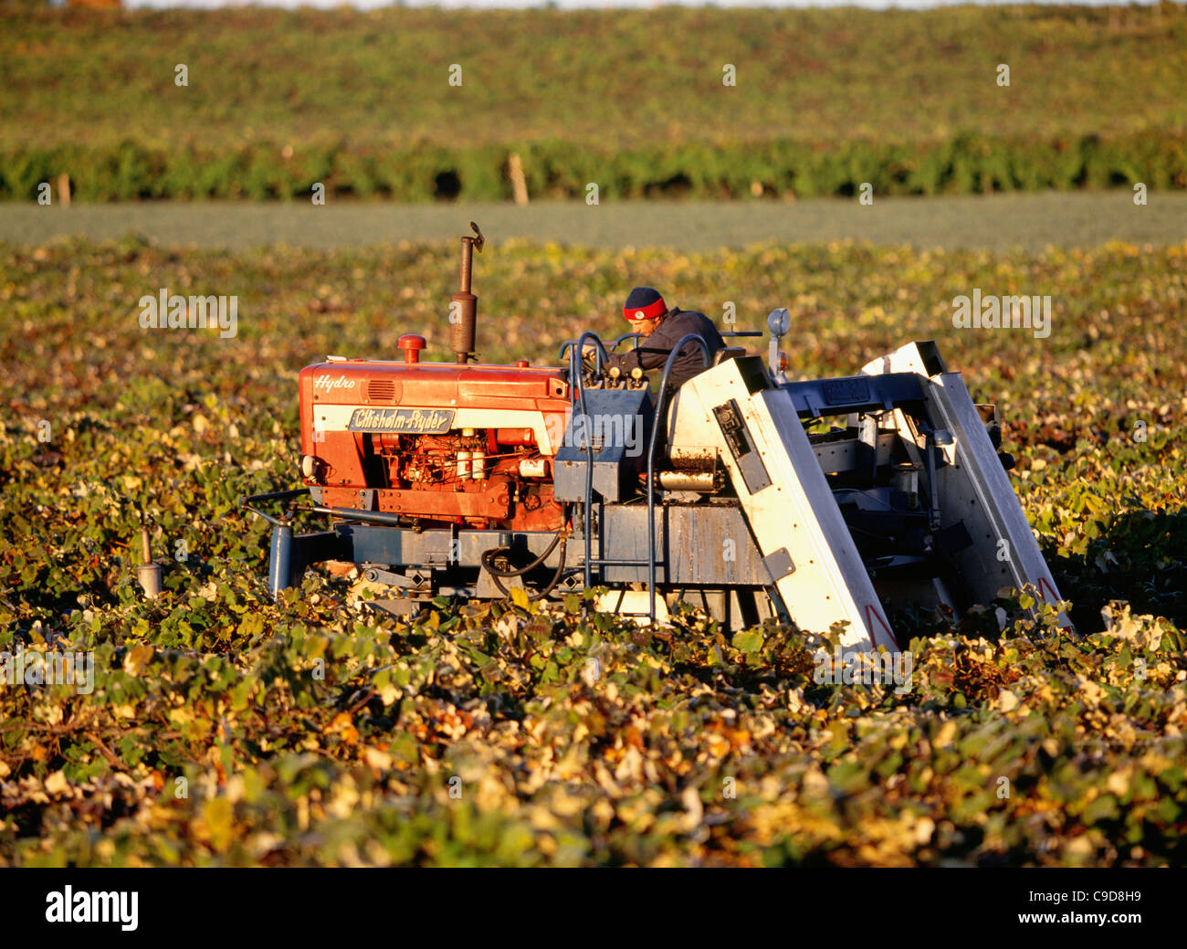 Ernte der Trauben mit Chisholm Ryder - Region der Finger Lakes. Stockfoto