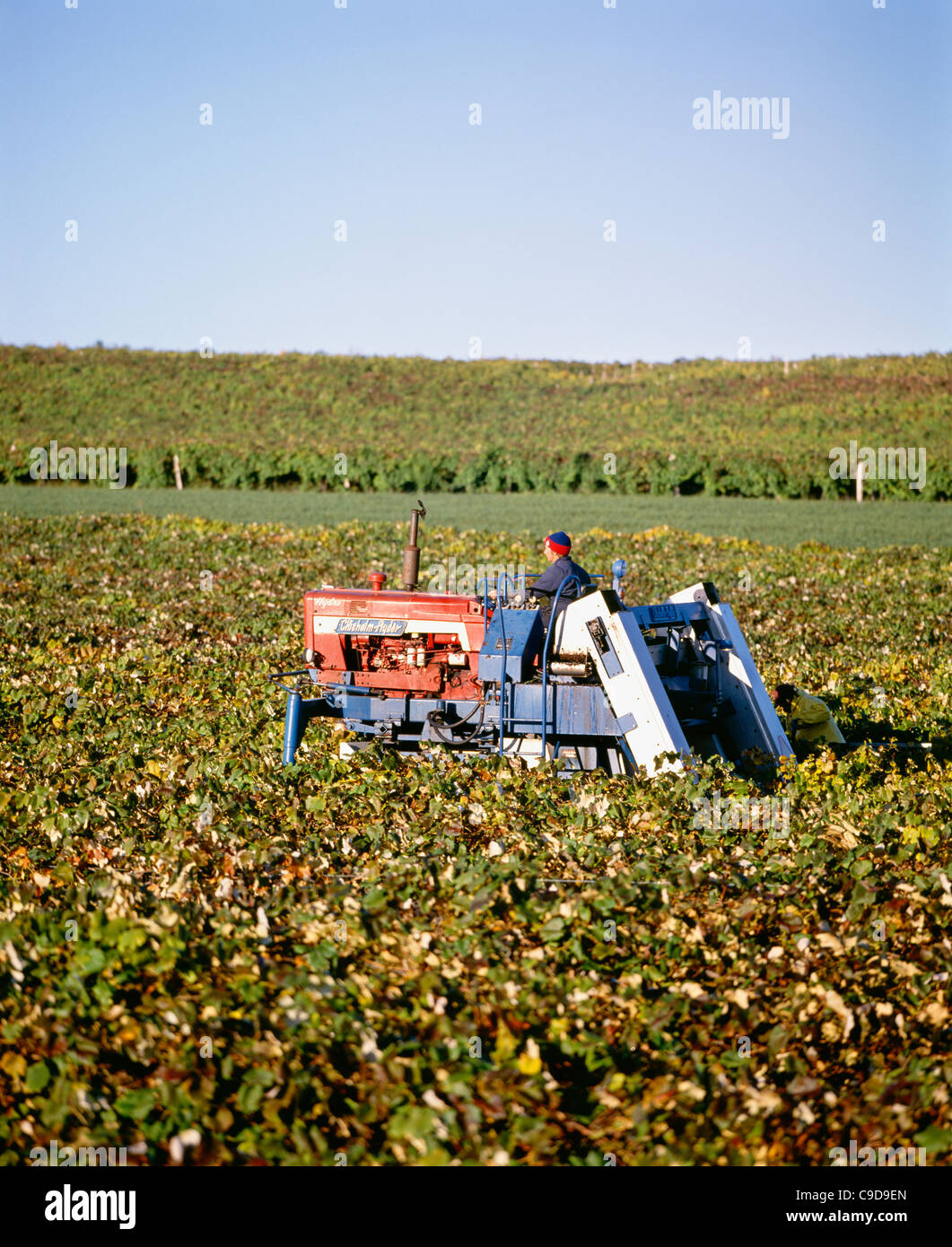 Ernte der Trauben mit Chisholm Ryder - Region der Finger Lakes. Stockfoto