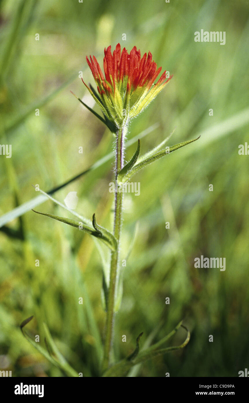 Nahaufnahme einer scharlachroten Paintbrush Blume, Oregon, USA Stockfoto