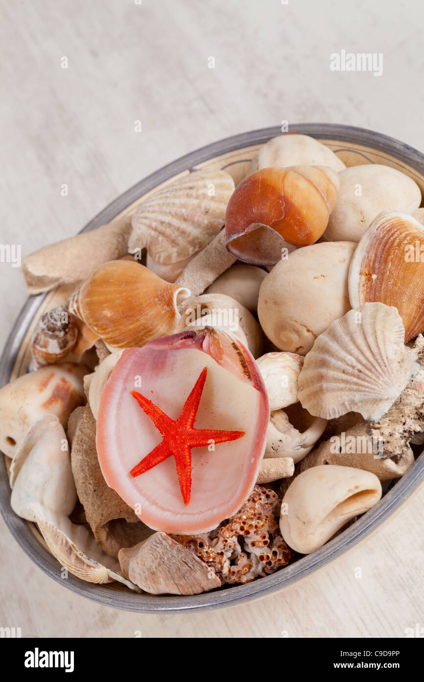 Verschiedene Arten von Muscheln und einen niedlichen Seestern Stockfoto