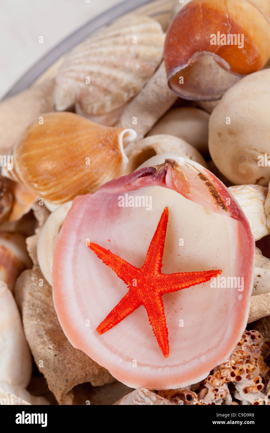 Verschiedene Arten von Muscheln und einen niedlichen Seestern Stockfoto
