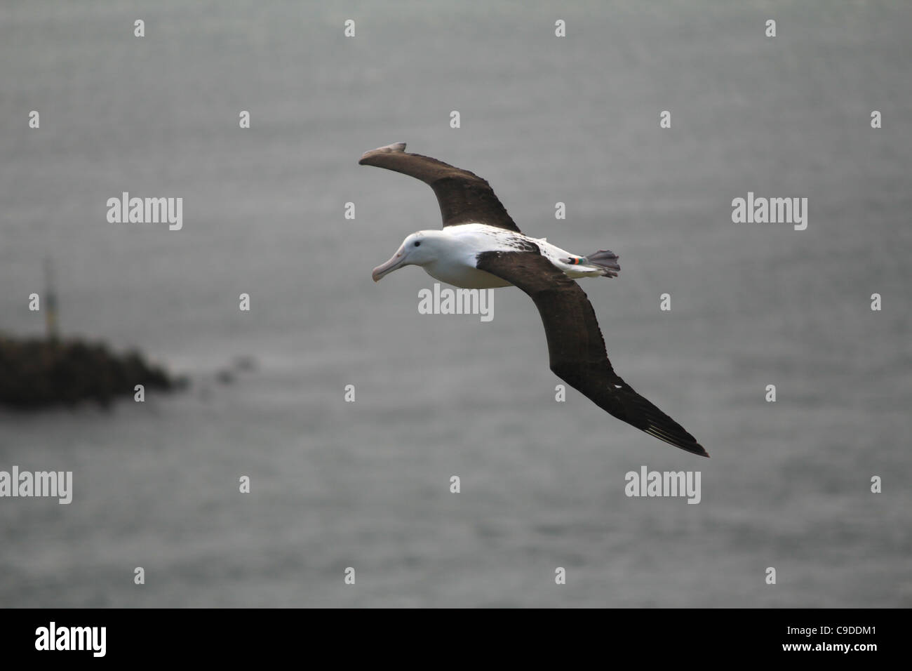 Royal Albatross Stockfoto