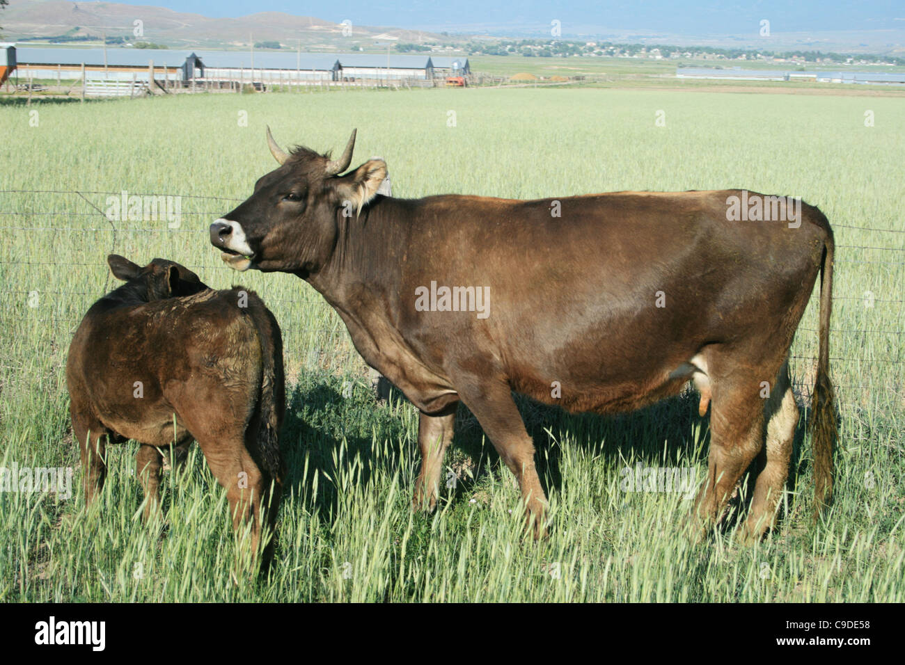 eine braune Kuh und ihr Kalb neben einem Zaun auf einem Bauernhof Stockfoto