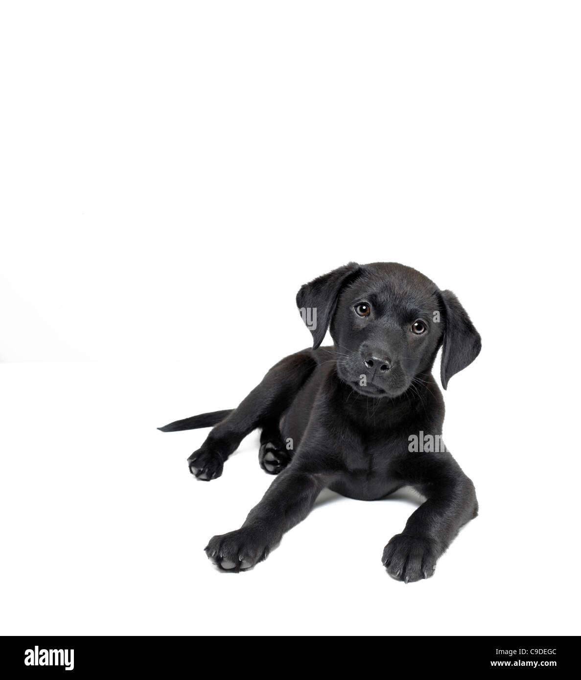 schwarze Labrador Welpen Stockfoto