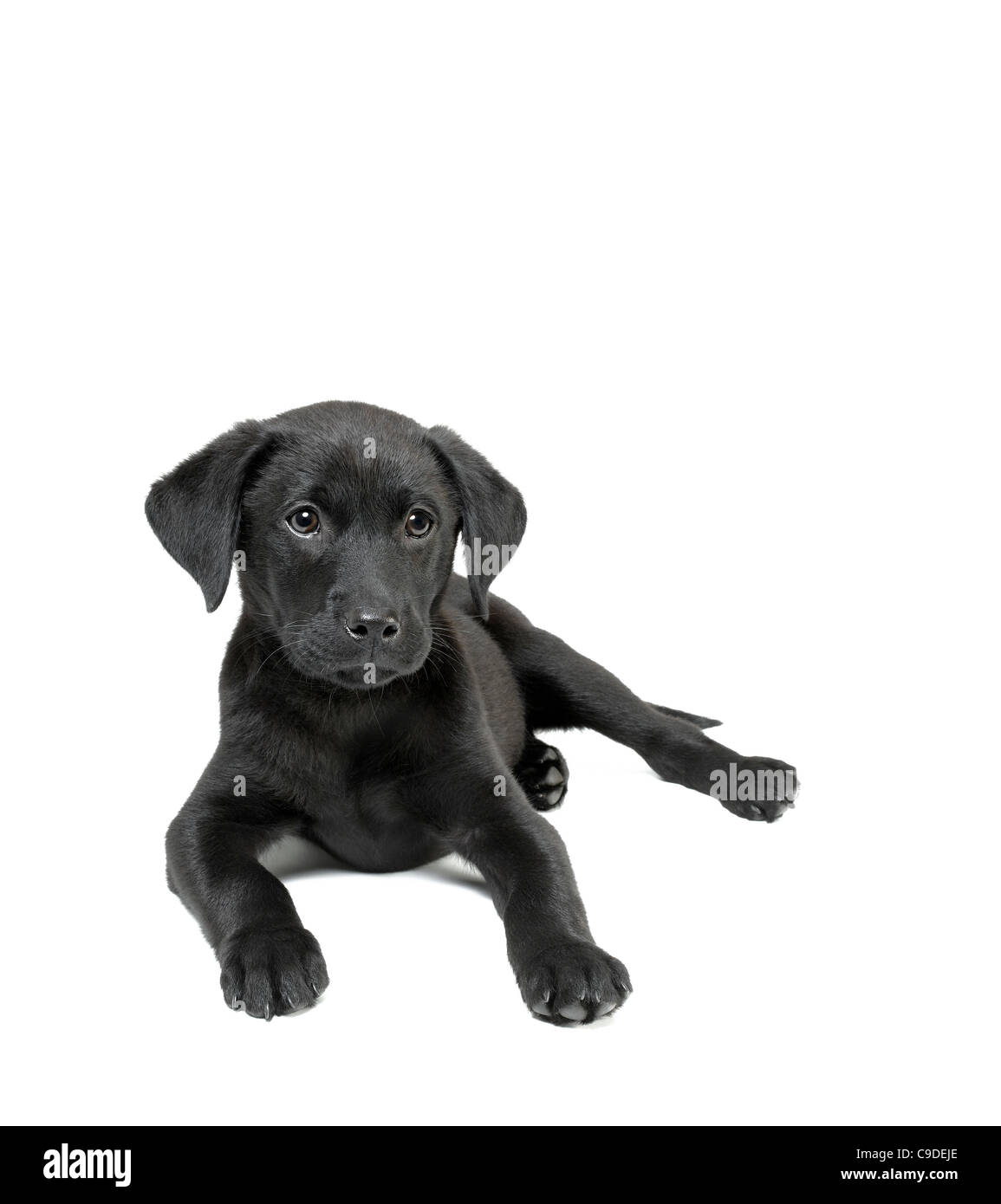 schwarze Labrador Welpen Stockfoto