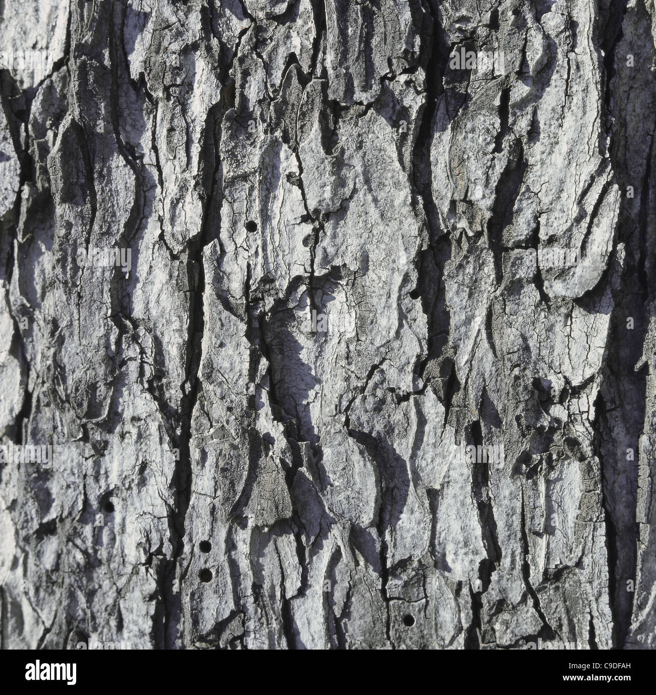 Nahaufnahme der Rinde eines Baumes Stockfoto