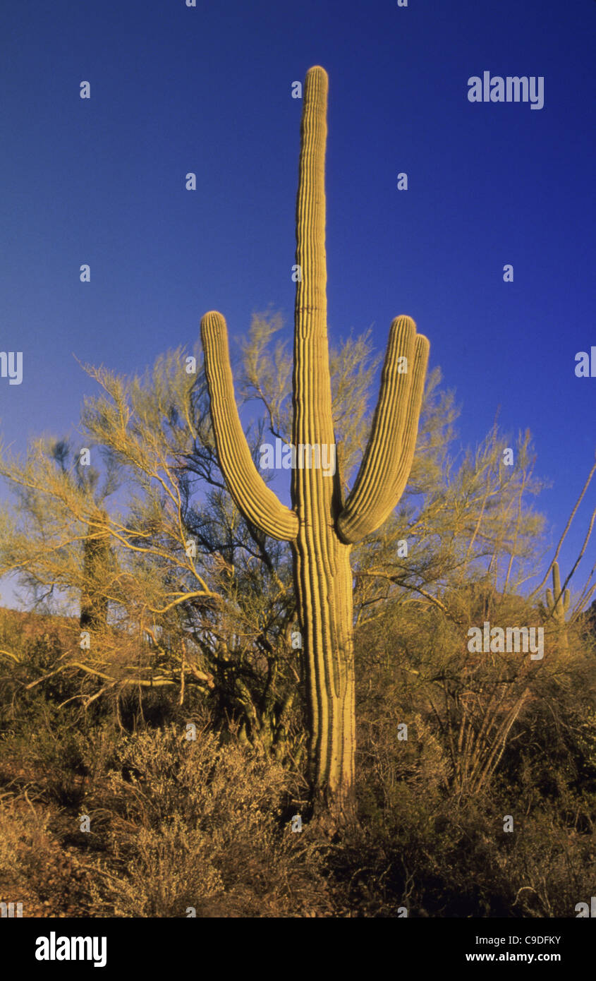 Saguaro Kaktus, Cabeza Prieta National Wildlife Refuge, Arizona, USA (Cereus Giganteus) Stockfoto