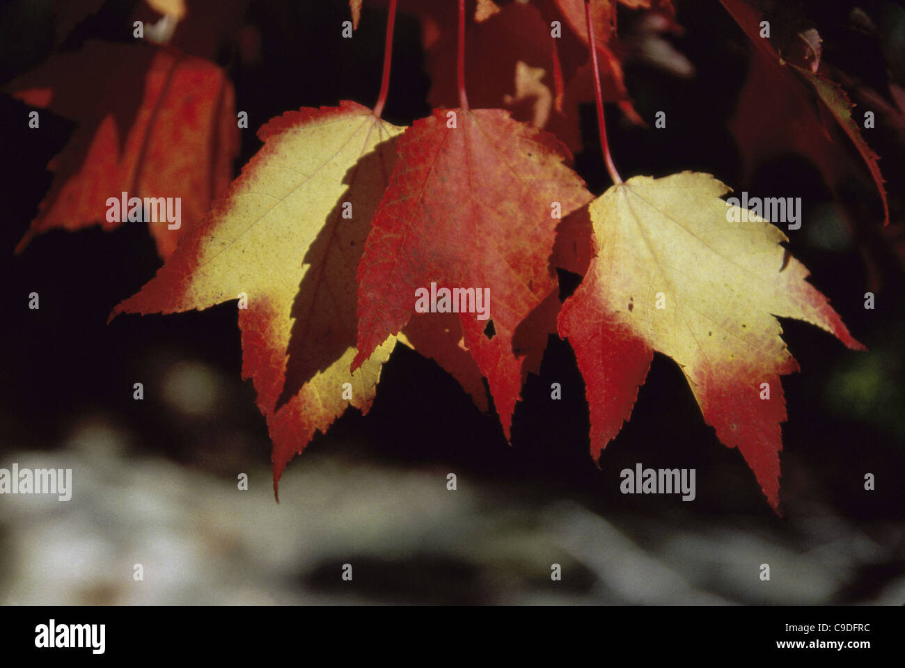 Blätter an einem Baum im Herbst Stockfoto