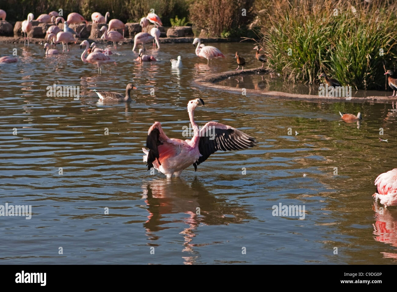 Anden Flamingo im Wasser Stockfoto