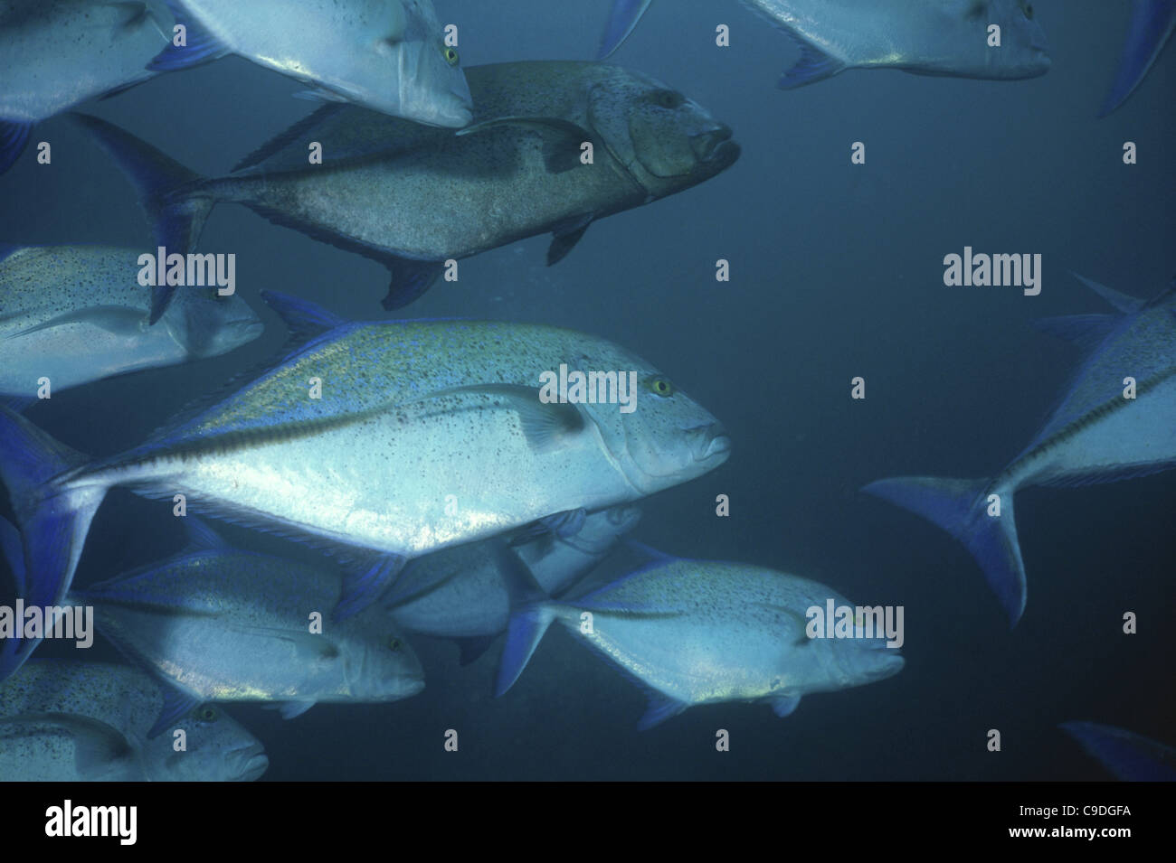 Nahaufnahme von einer Schule Jack Fish Stockfoto