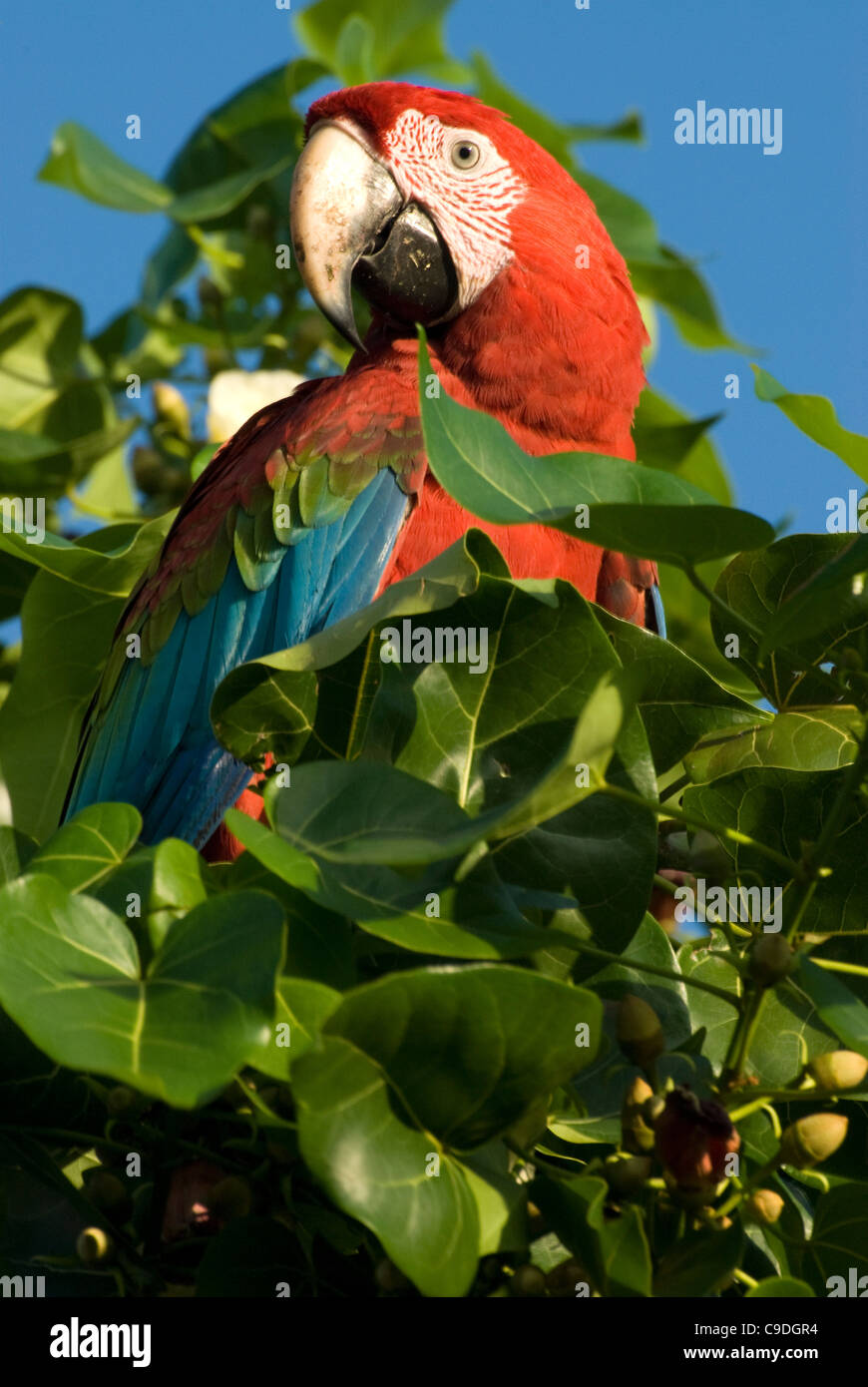 Papagei auf einem Obstbaum, Nationalpark Los Roques, Los Roques, Venezuela Stockfoto