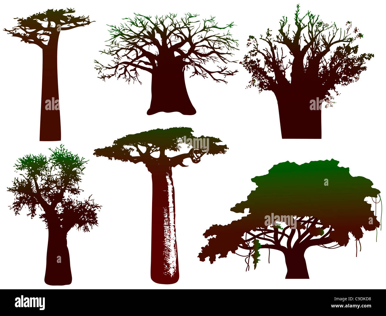 verschiedene afrikanische Bäume und Sträucher Stockfoto