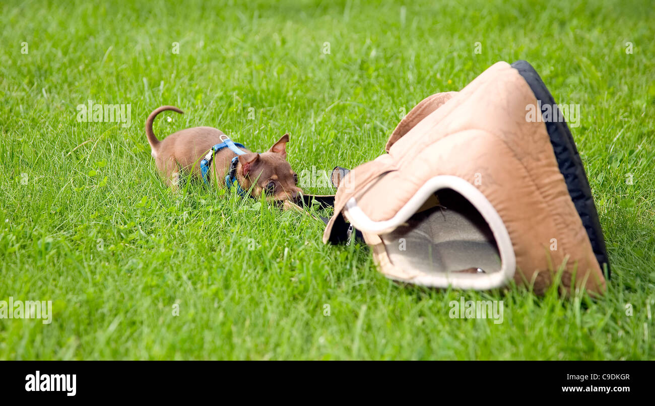Kleinen Hund namens Toy Terrier spielt in Grasgrün Stockfoto