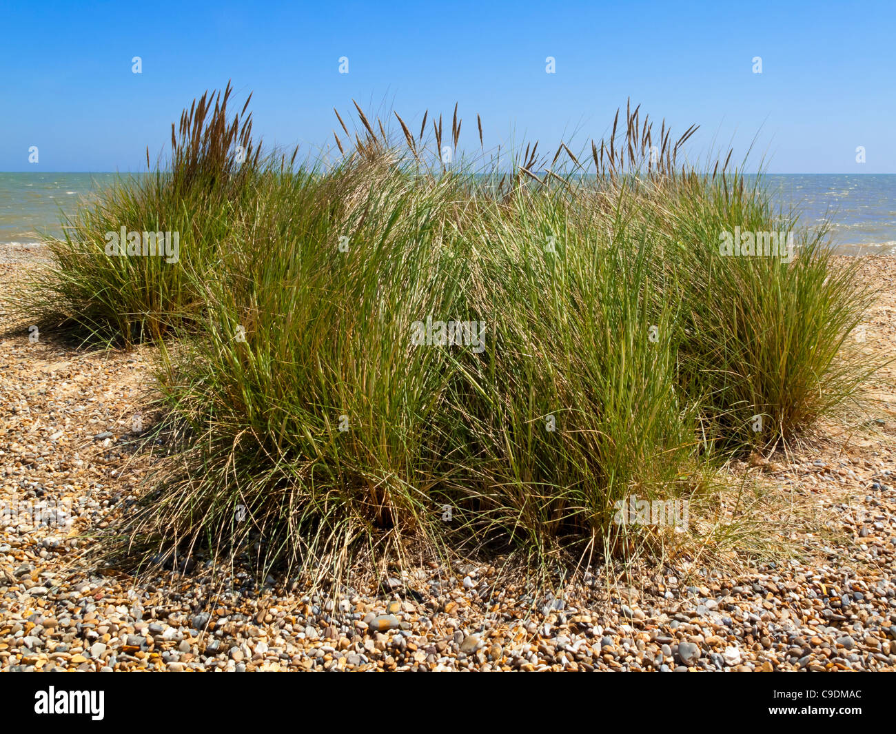 Rasen wächst auf einem Kiesstrand in der Nähe von Kessingland an der Küste von Suffolk östlichen England UK Stockfoto