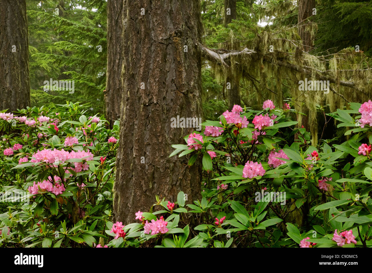 WASHINGTON - Einheimische Rhododendren blühen in den Wäldern der Olympic Peninsula. Stockfoto