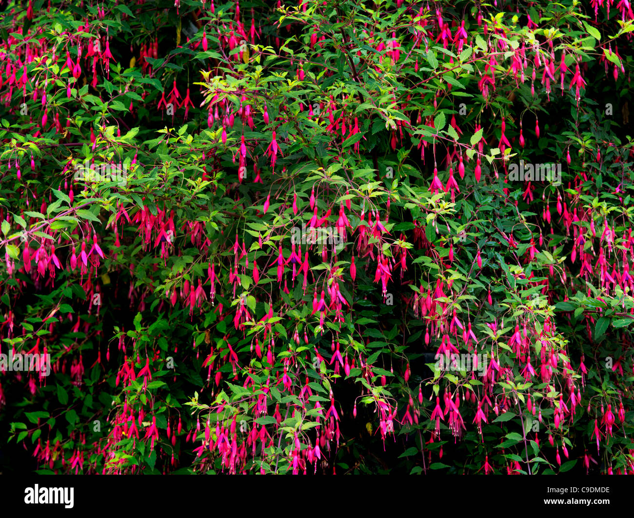 Nahaufnahme von Fuchsia Großanlage und Blumen Stockfoto