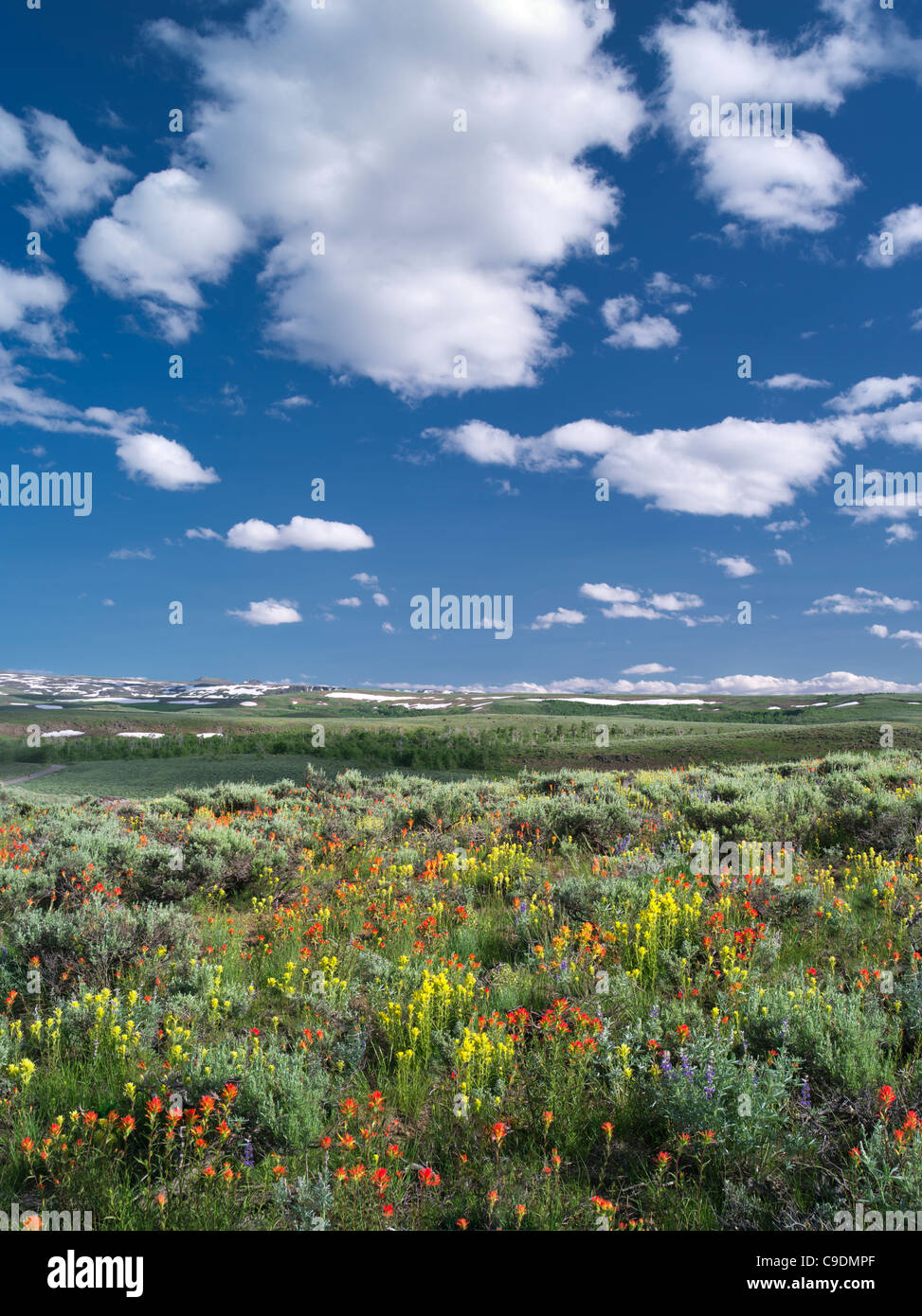Kalk und roten Pinsel mit Beifuß. Steens Mountain Wilderness, Oregon Stockfoto
