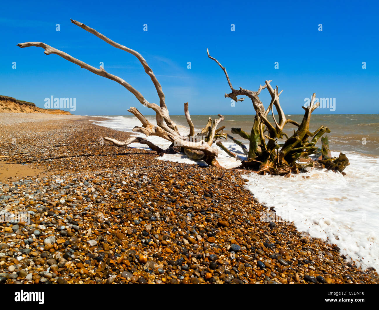 Baum im Meer an der Küste von Suffolk nördlich von Southwold England UK wo schnelle Küstenerosion Sandsteinfelsen zerstört Stockfoto