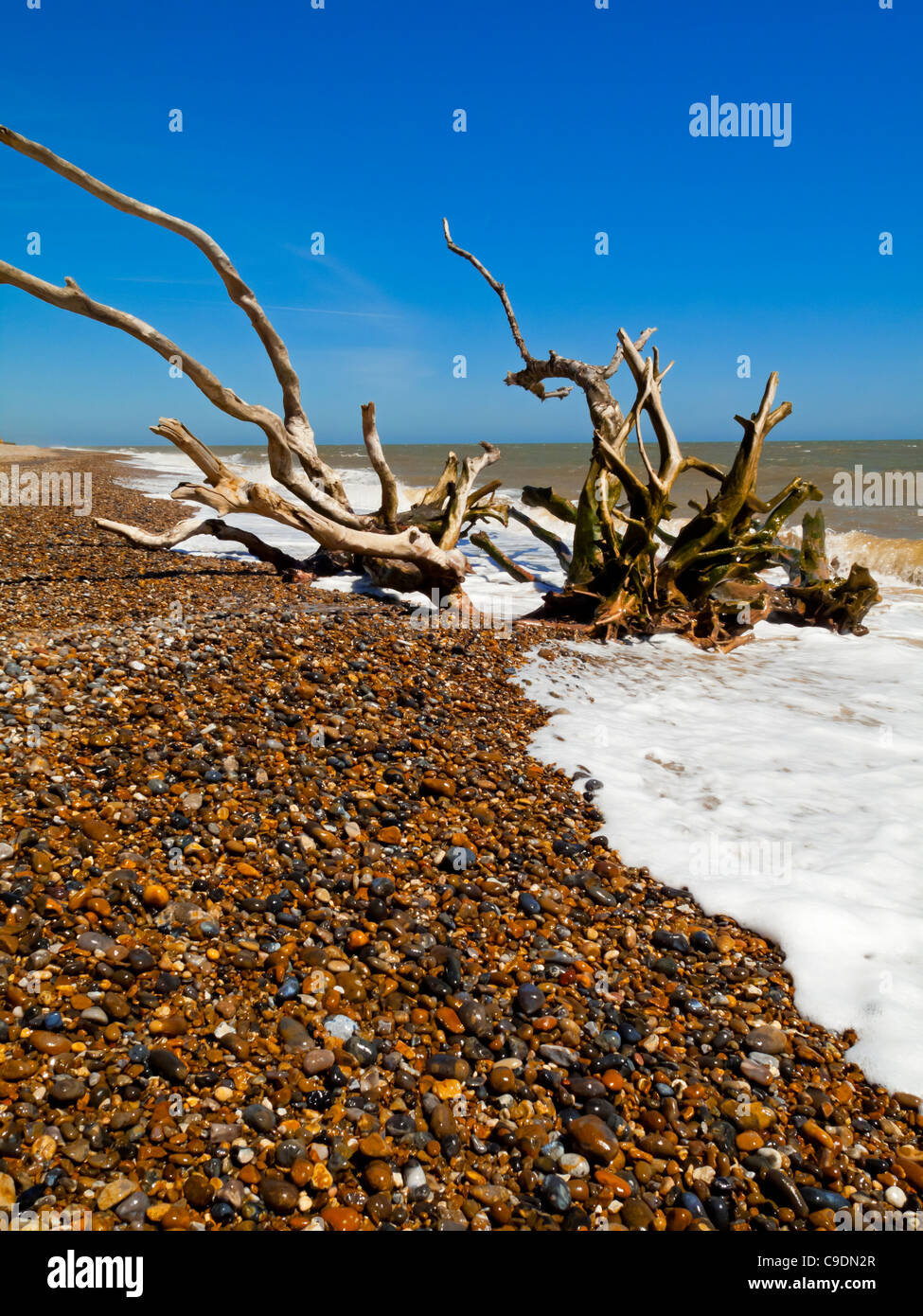 Baum im Meer an der Küste von Suffolk nördlich von Southwold England UK wo schnelle Küstenerosion Sandsteinfelsen zerstört Stockfoto