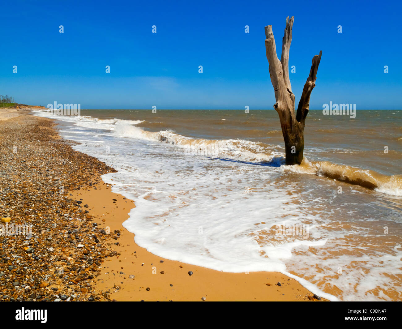 Baum im Meer an der Küste von Suffolk nördlich von Southwold England UK wo schnelle Küstenerosion Sandsteinfelsen zerstört Stockfoto