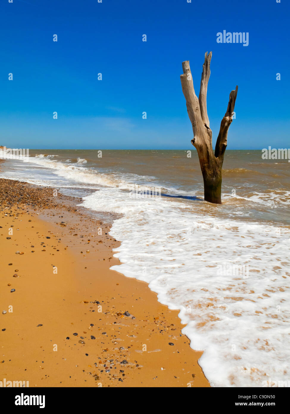 Baum im Meer an der Küste von Suffolk nördlich von Southwold England UK wo schnelle Küstenerosion Sandsteinfelsen zerstört Stockfoto