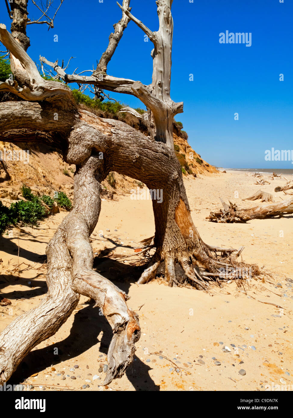 Baum am Strand an der Küste von Suffolk nördlich von Southwold England UK wo schnelle Küstenerosion Sandsteinfelsen zerstört Stockfoto