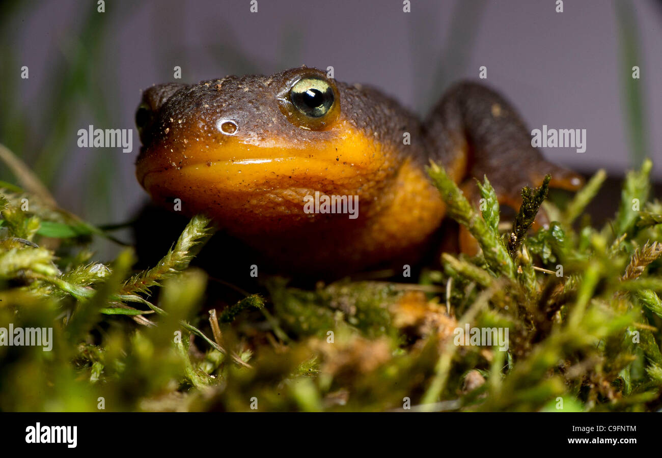 16. Dezember 2011 - Elkton, Oregon, USA - eine grobe gehäutet Newt klettert auf einem moosigen Baumstamm in einem Waldgebiet der Coast Range Berge nahe Elkton.  Die Haut von der rauhen Haut Newt erzeugt ein starkes Nervengift ohne Wissen Gegenmittel.  Das Tetrodotoxin ist 10-mal giftiger als Zyankali. Stockfoto