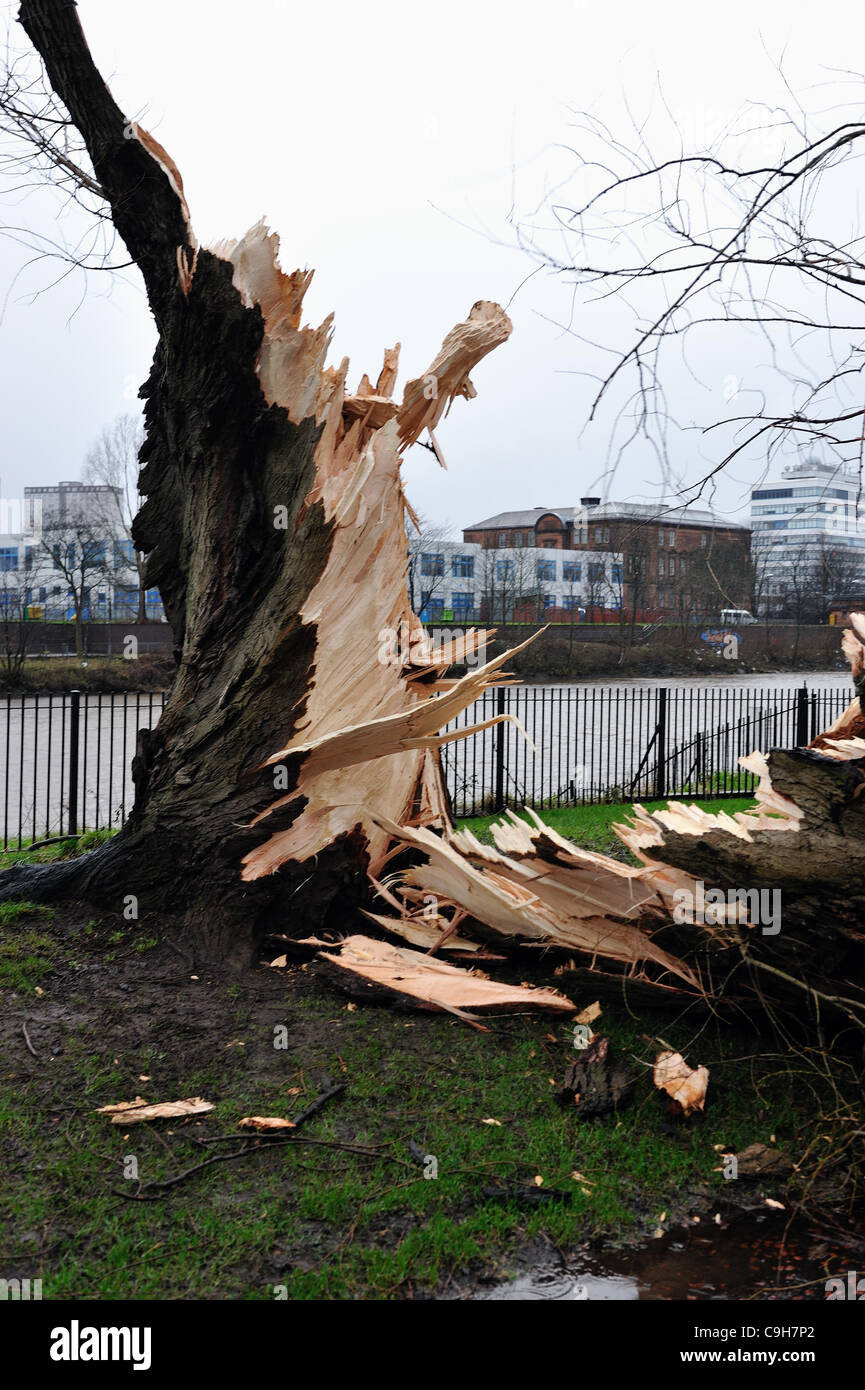 Ein riesiger alten Baum in Glasgow Green ist eine halbe folgenden starken Winden eingerastet. Stockfoto