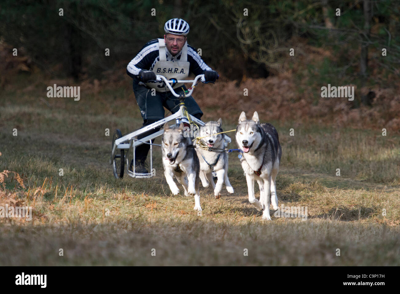 4. Februar 2012, Eleveden Wald, UK. Britische Siberian Husky Racing Associationevent findet dieses Wochenende am Elveden Wald statt. Rennen in sibirische Wetter scheinen die Hunde in ihrem Element. Stockfoto