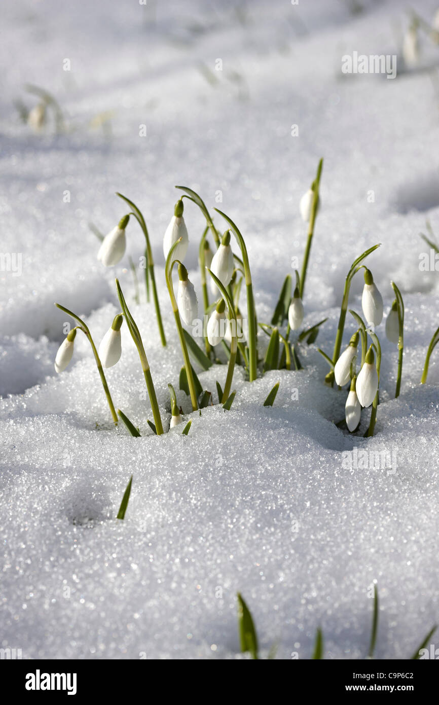 02.06.12 13:00 nach einem Wochenende voller Schnee und Minusgrade, genießen diese Schneeglöckchen in der Nähe von Skipton, North Yorkshire UK, einige Willkommen Wintersonne Stockfoto