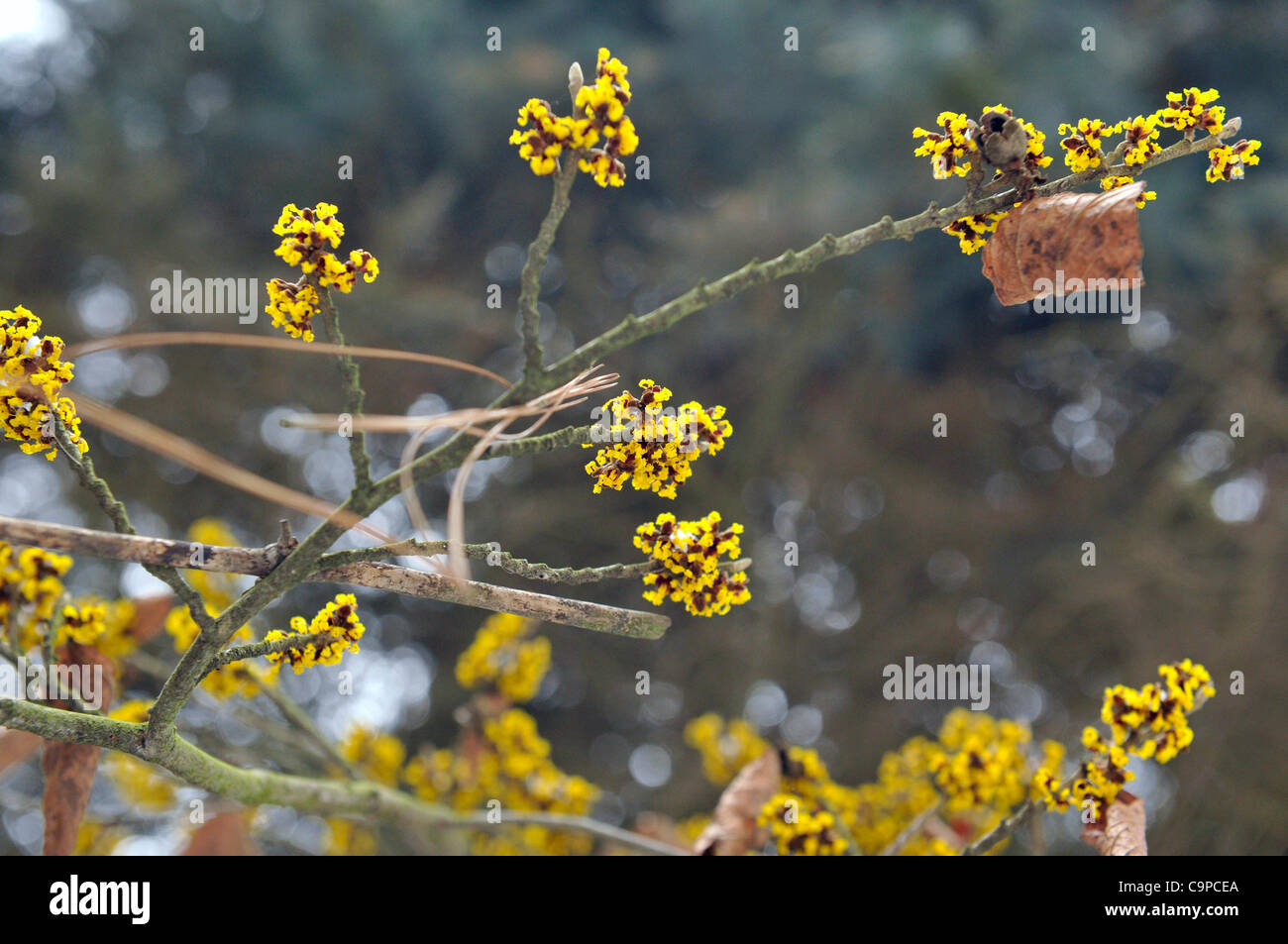 Japanische Hamamelis-, Hamamelis Japonica, blüht im Zoo Pilsen, 7. Februar 2012. (CTK Foto/Petr Eret) Stockfoto Japanische Hamamelis-, Hamamelis Japonica, blüht im Zoo Pilsen, 7. Februar 2012. (CTK Foto/Petr Eret) Stockfoto