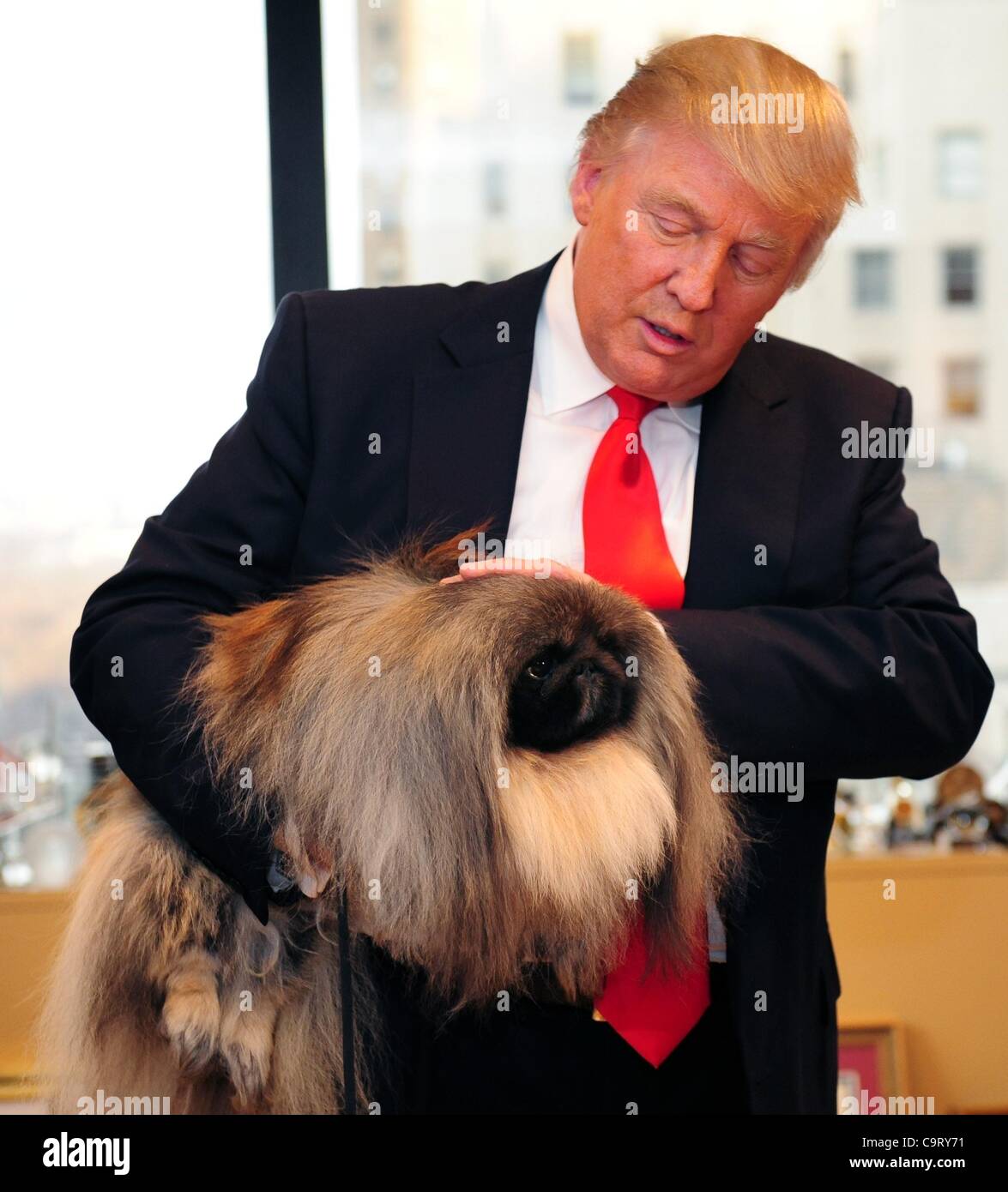 15. Februar 2012 - trifft Manhattan, New York, USA - Westminster Kennel Club 2012 Best in Show Winner MALACHY, ein 11 Pfund, vier-jährige Pekingese, DONALD TRUMP in seinem Büro Fifth Avenue mit Hundeführer und Besitzer David Fitzpatrick von Ost-Berlin, Pennsylvania nach gestern Abend zu gewinnen. Letzte Nacht w Stockfoto